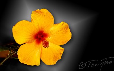 TonyTee-Hibiscus1.jpg