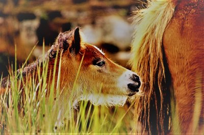 pony bearded modded (2)MISTY BEARDED FOAL.jpg