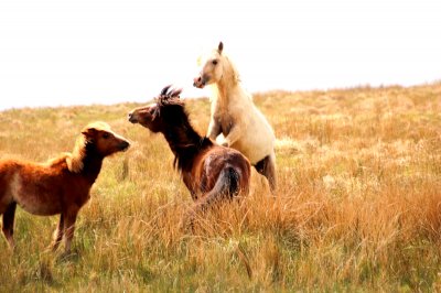 GREY MARE FIGHTING ON CHESTNUT.JPG