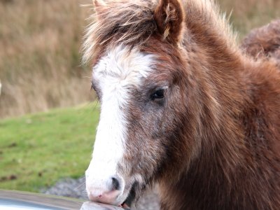 IMG_6353PONY LICKING BONNET.JPG