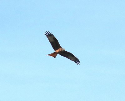 IMG_6354BIG RED KITE 3.JPG