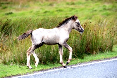 IMG_5054TROTTING  GREY.JPG