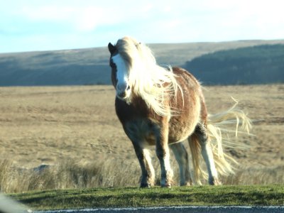 WINDSWEPT PONY 2.JPG