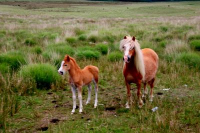 YOUNG FOAL AND MUM.JPG