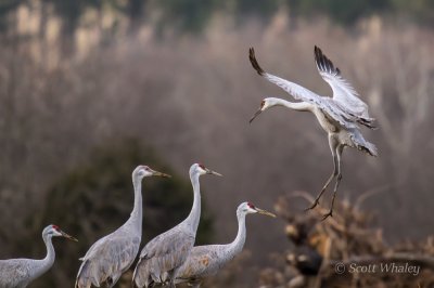 Wildlife On Cristmas Day (18 of 56).jpg