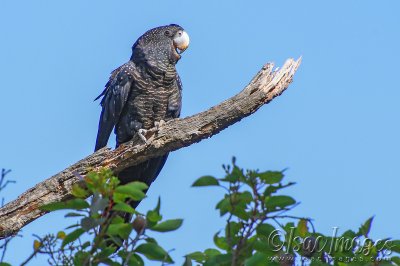 4580-Forest_Redtail_BC-Female.jpg