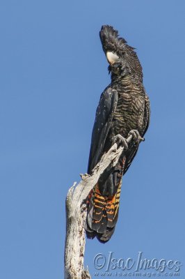 4548-Forest_Redtail_BC-Female.jpg