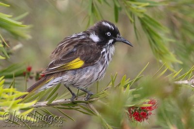 3238-New_Holland_Honeyeater.jpg