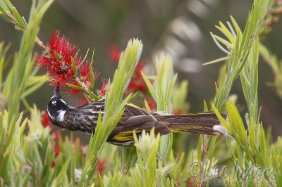 3220-New_Holland_Honeyeater.jpg