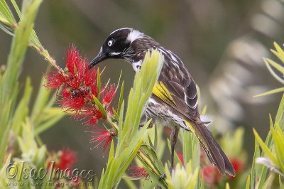 3224-New_Holland_Honeyeater.jpg