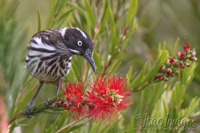 3232-New_Holland_Honeyeater.jpg