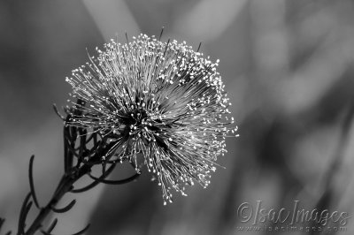 3324-Melaleuca_Parviceps-BW.jpg