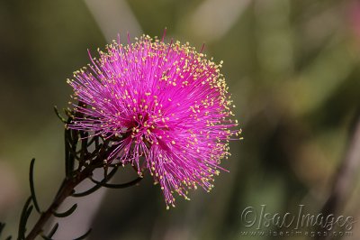 3324-Melaleuca_Parviceps.jpg