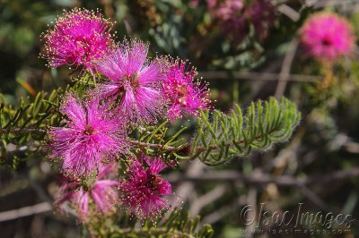 3332-Melaleuca-parviceps.jpg