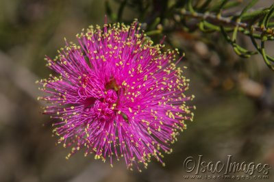 3325-Melaleuca-parviceps.jpg