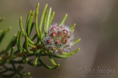 3326-Melaleuca-parviceps.jpg