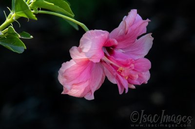 5010-Pink_Hibiscus.jpg