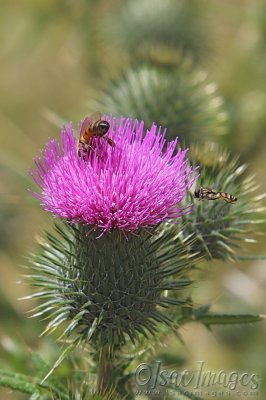 3103-Pink_Thistle_Bees.jpg