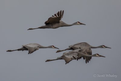 Sandhill Cranes - NYs Day 4 (1 of 1).jpg