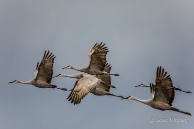 Sandhill Cranes - NYs Day 1 (1 of 1).jpg