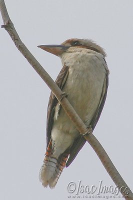 3207-Kookaburra.jpg