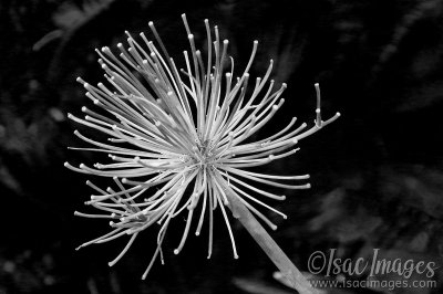 6751-Agapanthus_BW_EXIF.jpg