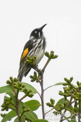 6619-New_Holland_Honeyeater.jpg