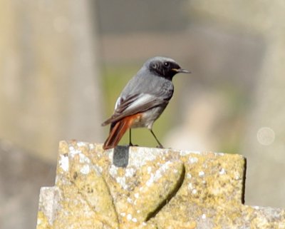 Black Redstart - Male.jpg