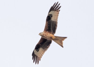 Red Kite.jpg