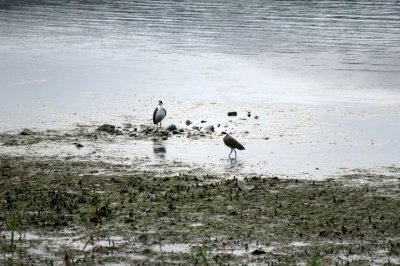 Spur wing plover also known as a Marsked Lapwing.jpg