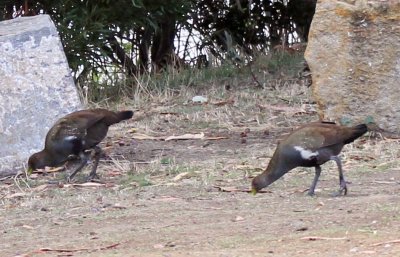 Tasmanian Native Hen.jpg