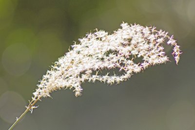 grass seed heads.jpg