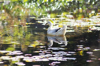 Duck on pond.jpg