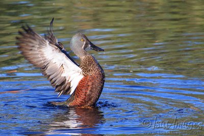 9494-Australasian_Shoveler.jpg