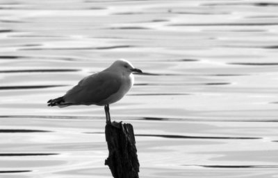 Silver Gull on a post.jpg