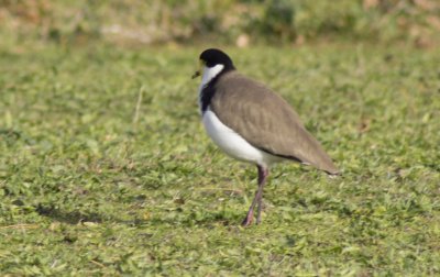 Spur Wing Plover.jpg