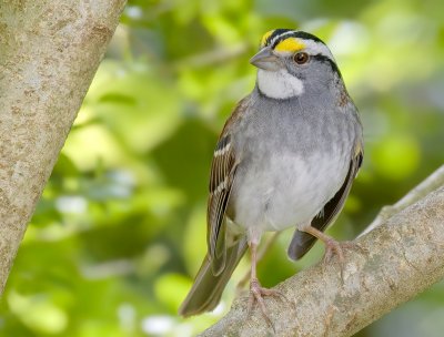 White-throated Sparrow (white-striped form)IMG_1201-.jpg