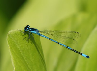 dragonfly1.jpg