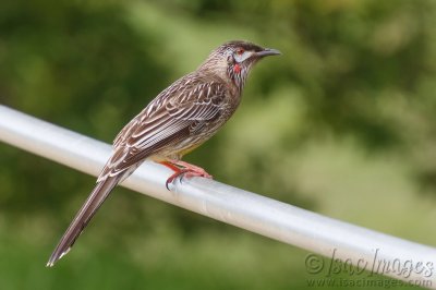 0460-Red_Wattlebird.jpg