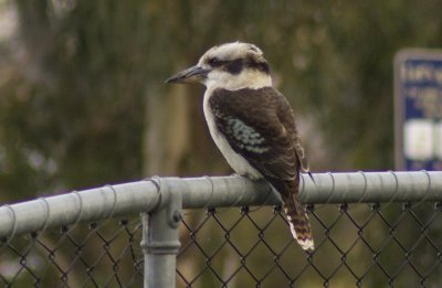 Kookaburra.jpg