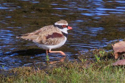 0773-Black_Fronted_Dotterel.jpg