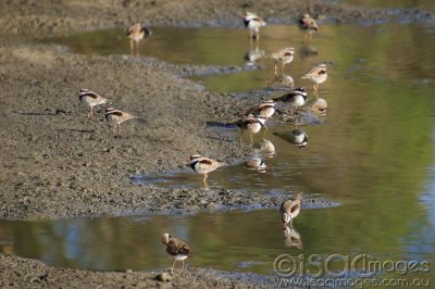 Dotterels.jpg