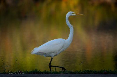 Great Egret (7 of 10).jpg