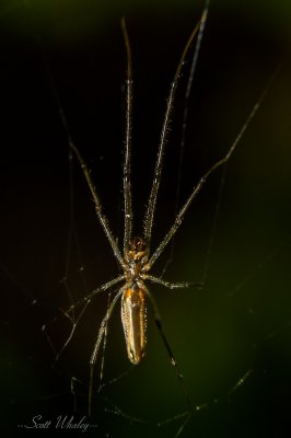 Spider (7 of 8).jpg