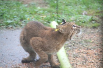 Bobcat_0056.jpg