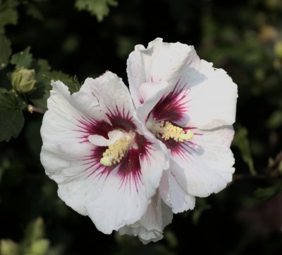 Rose of Sharon_crop_0284.jpg