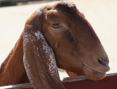 Goats2_crop.jpg