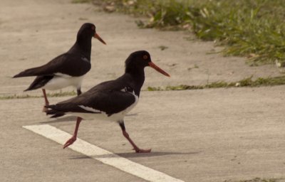 Pied Oysercatchers.jpg