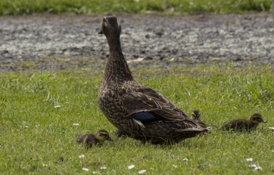 Mother Duck and ducklings.jpg