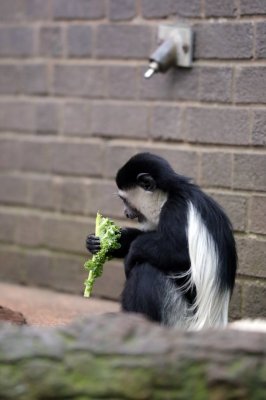 monkey1ldnzoo.jpg